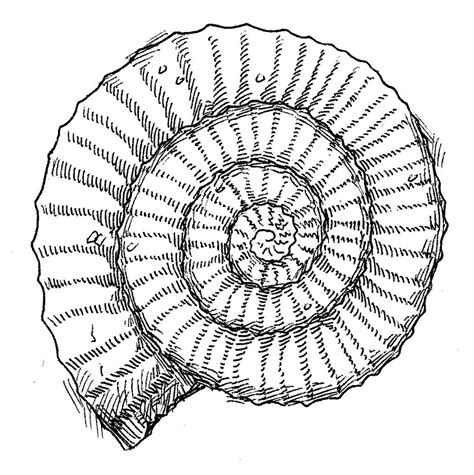 fossil drawings for beginners.